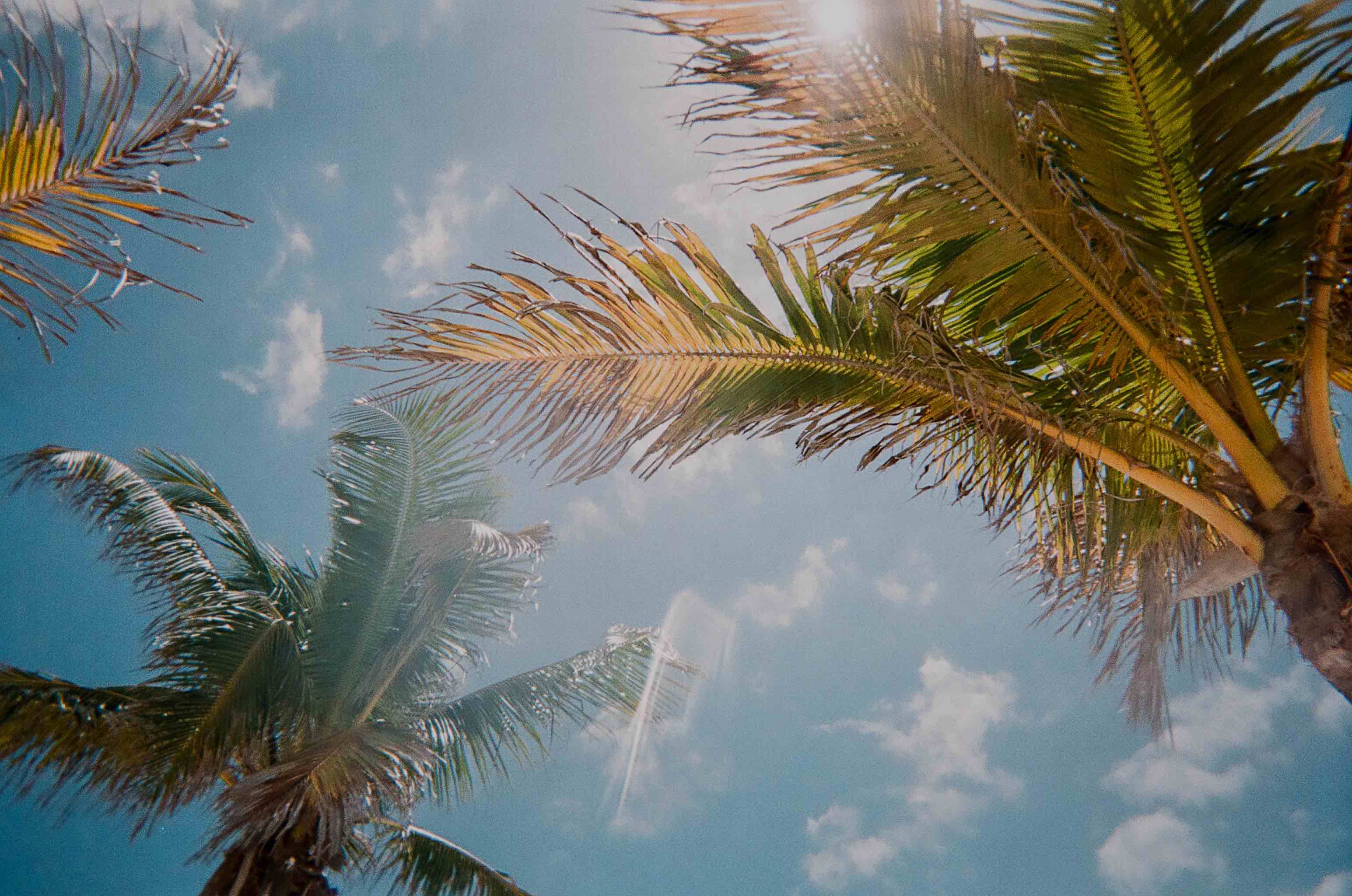 Swaying palms reach for the sky on a glorious sunlit day, embracing the serene whispers of tropical breezes.